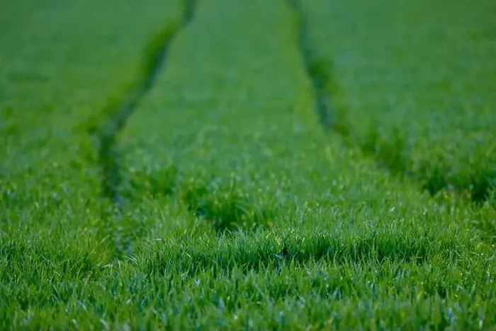 Framed Print : tracks of an agricultural machine on a wheat field