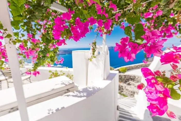 Framed Print : Traditional famous white blue houses wih flowers under sunny weather over the Caldera, Aegean sea. Beautiful summer landscape, sea view, luxury travel Framed Print : Traditional famous white blue houses wih flowers under sunny weather over the Caldera, Aegean sea. Beautiful summer landscape, sea view, luxury travel