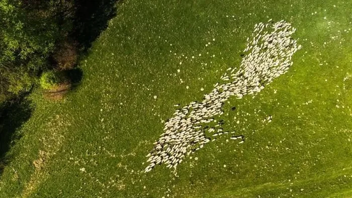 Framed Print : Traditional sheep pasture on meadow in Pieniny Mountains in Poland. Aerial drone view Framed Print : Traditional sheep pasture on meadow in Pieniny Mountains in Poland. Aerial drone view