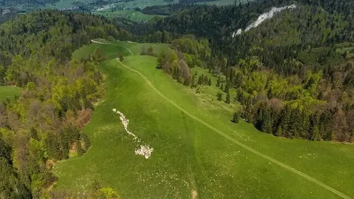 Framed Print : Traditional sheep pasture on meadow in Pieniny Mountains in Poland. Aerial drone view Framed Print : Traditional sheep pasture on meadow in Pieniny Mountains in Poland. Aerial drone view