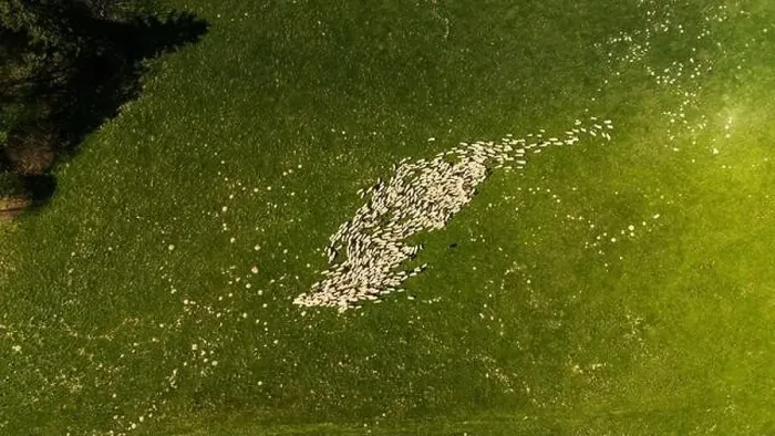 Framed Print : Traditional sheep pasture on meadow in Pieniny Mountains in Poland. Aerial drone view Framed Print : Traditional sheep pasture on meadow in Pieniny Mountains in Poland. Aerial drone view