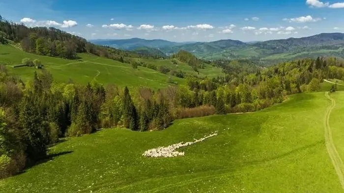 Framed Print : Traditional sheep pasture on meadow in Pieniny Mountains in Poland. Aerial drone view Framed Print : Traditional sheep pasture on meadow in Pieniny Mountains in Poland. Aerial drone view