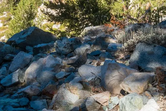 Framed Print : The trail to Kearsarge Pass is a difficult one