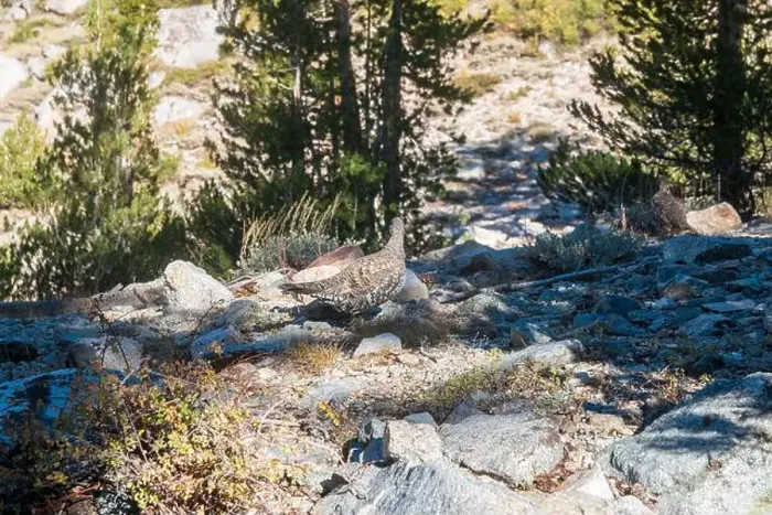 Framed Print : The trail to Kearsarge Pass is a difficult one
