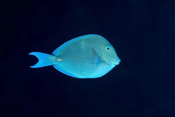 Framed Print : A tranquil Acanthurus coeruleus, also known as the Blue Tang, glides through the deep blue sea off the coast of Bonaire Framed Print : A tranquil Acanthurus coeruleus, also known as the Blue Tang, glides through the deep blue sea off the coast of Bonaire