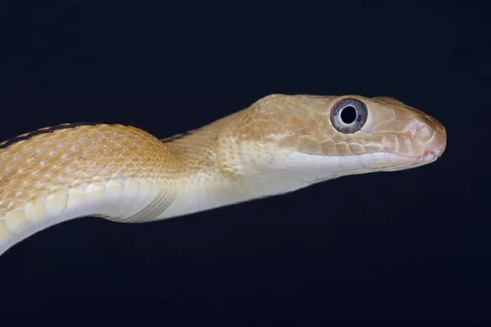 Framed Print : Trans-Pecos rat snake / Bogertophis subocularis Framed Print : Trans-Pecos rat snake / Bogertophis subocularis