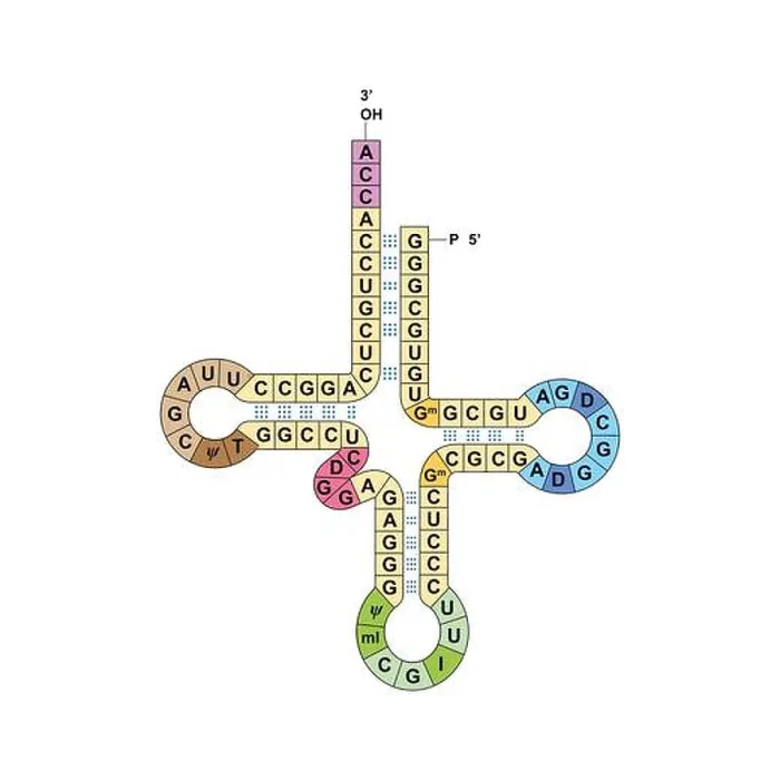 Framed Print : Transfer RNA, illustration Framed Print : Transfer RNA, illustration