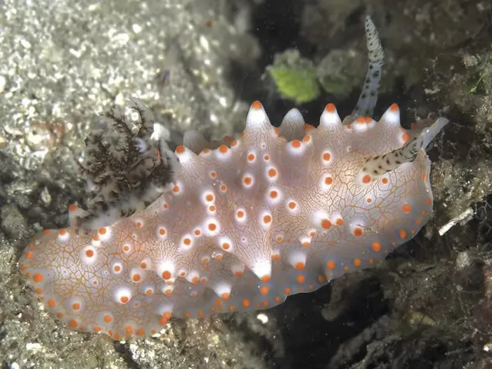 Framed Print : A translucent, orange speckled nudibranch Framed Print : A translucent, orange speckled nudibranch
