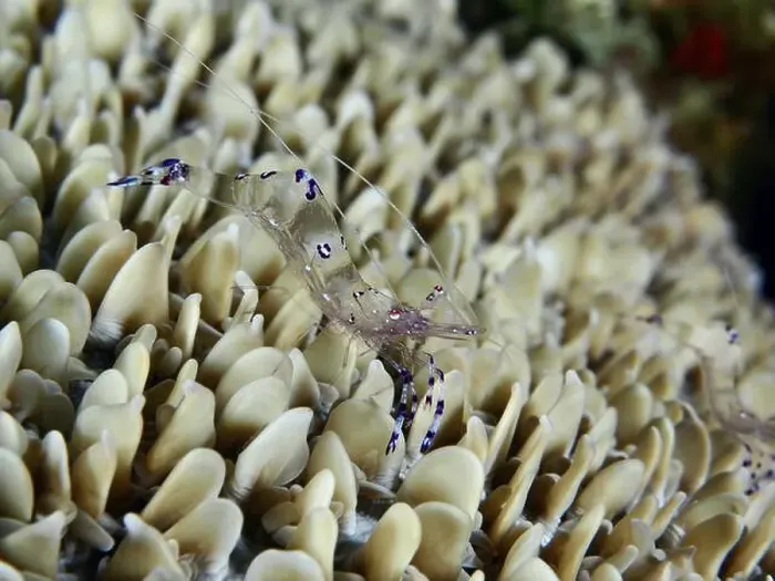 Framed Print : Transparent Saravati anemone partner shrimp (Ancylomenes sarasvati) on dense structure of beige corals in the sea