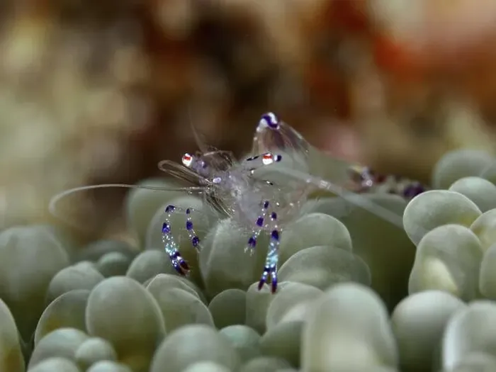 Framed Print : Transparent Saravati anemone partner shrimp (Ancylomenes sarasvati) sits on green