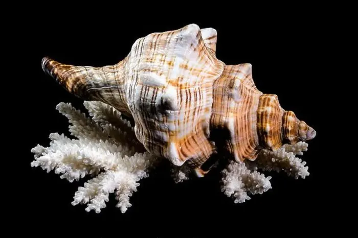Framed Print : Trapezium Horse Conch on Coral black background Framed Print : Trapezium Horse Conch on Coral black background