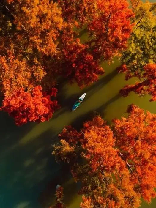 Framed Print : Traveller on stand up paddle board at the lake with Taxodium trees in autumn. Aerial view