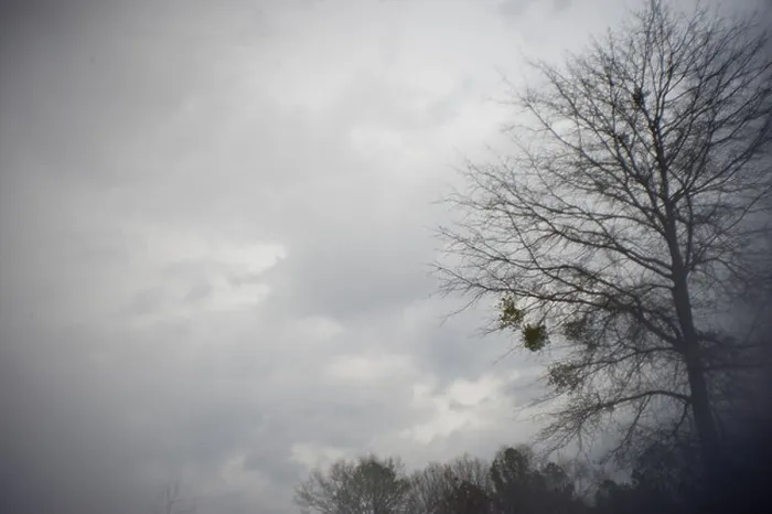 Framed Print : Tree bare except for patches of mistletoe against a cloudy sky This photo was made with a modified lens no digital