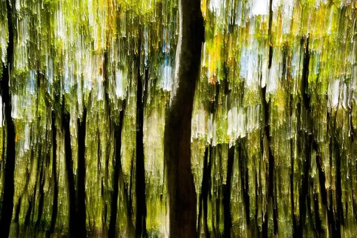 Framed Print : Tree Blur on Mountains-to-Sea Trail near Craggy Gardens - Asheville, North Carolina, USA Framed Print : Tree Blur on Mountains-to-Sea Trail near Craggy Gardens - Asheville, North Carolina, USA