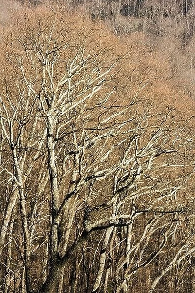 Tree Branch Patterns - Blue Ridge Parkway - near Asheville, North Carolina, USA