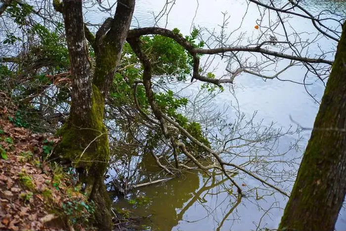 Framed Print : Tree branches gently dipping into the calm lake water Framed Print : Tree branches gently dipping into the calm lake water