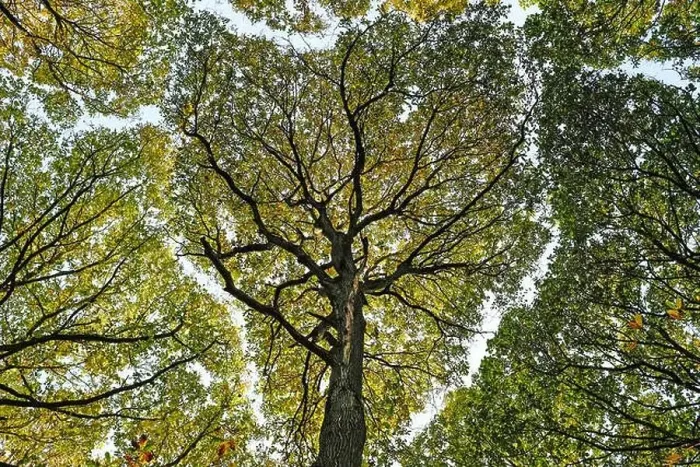 Framed Print : Tree canopy viewed from below Framed Print : Tree canopy viewed from below