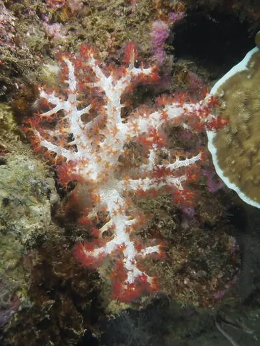 Framed Print : Tree coral (Dendronephthya) on the seabed under water, dive site Pidada, Penyapangan, Bali, Indonesia, Asia Framed Print : Tree coral (Dendronephthya) on the seabed under water, dive site Pidada, Penyapangan, Bali, Indonesia, Asia