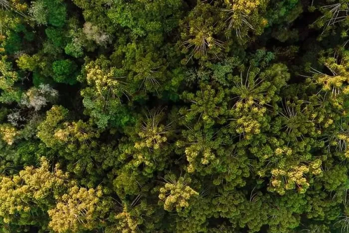 Framed Print : Tree crowns of endemic trees in Urubici, Brazil. Aerial view Framed Print : Tree crowns of endemic trees in Urubici, Brazil. Aerial view