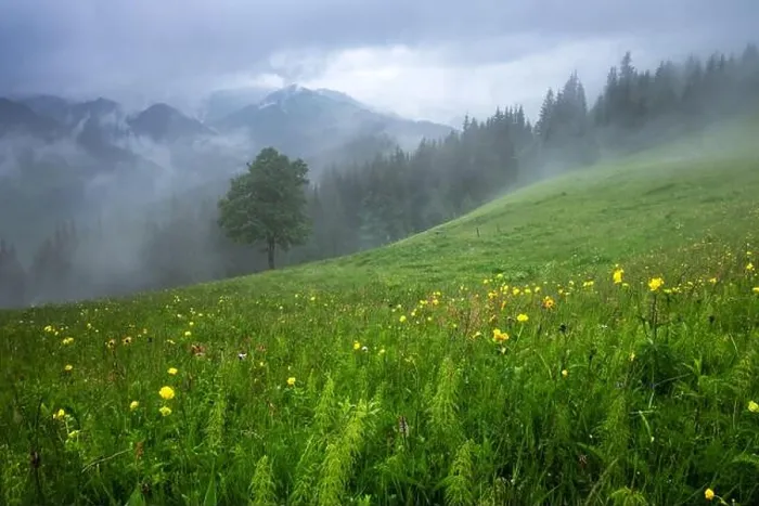Framed Print : Alone tree in the fog. Beautiful Carpathian mountains in summer time, Ukraine, Europe Framed Print : Alone tree in the fog. Beautiful Carpathian mountains in summer time, Ukraine, Europe