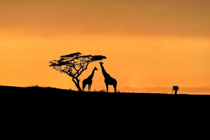 Framed Print : Tree, giraffes and male photographer silhouette on a hill at sunrise Framed Print : Tree, giraffes and male photographer silhouette on a hill at sunrise