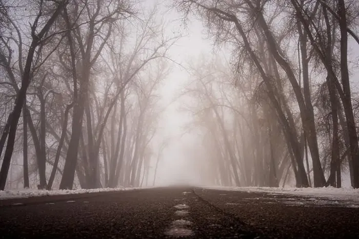 Framed Print : Tree lined road on a foggy morning after a snow storm Framed Print : Tree lined road on a foggy morning after a snow storm