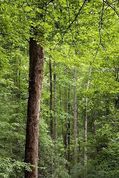 Tree Patterns - Andy Cove Trail - Pisgah National Forest, near Brevard, North Carolina, USA