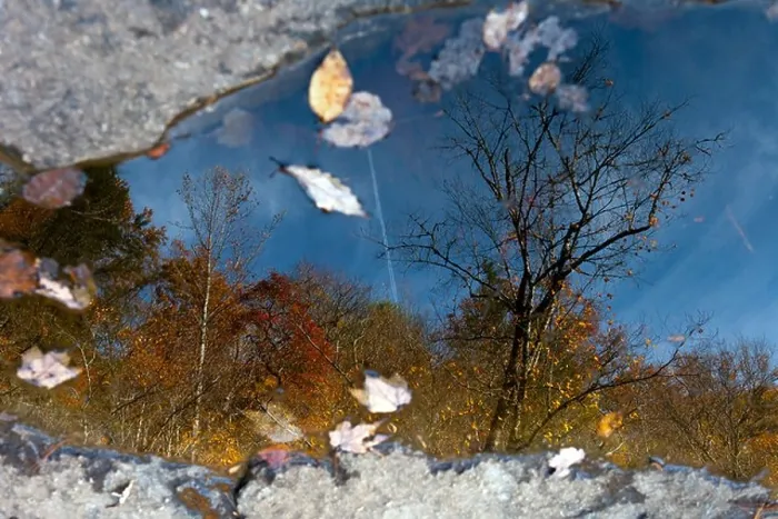 Framed Print : Tree Reflections - DuPont State Forest - near Brevard, North Carolina USA