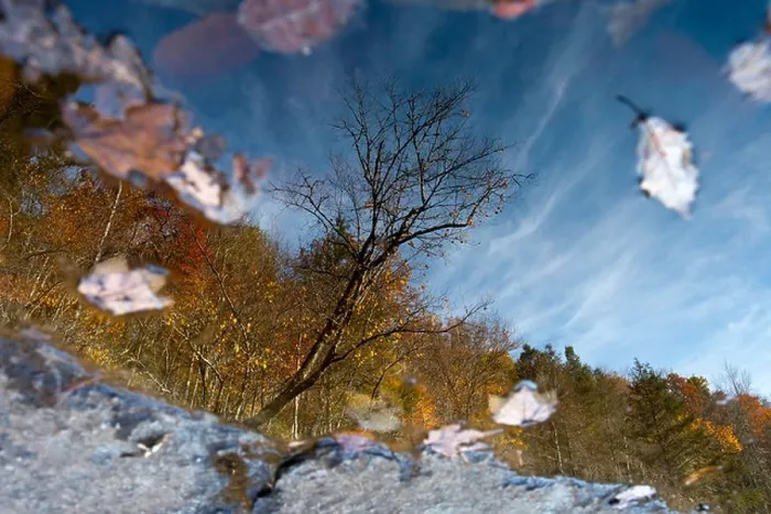 Framed Print : Tree Reflections - DuPont State Forest - near Brevard, North Carolina USA