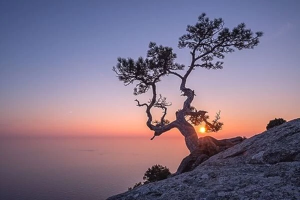 Tree on rock in Crimea