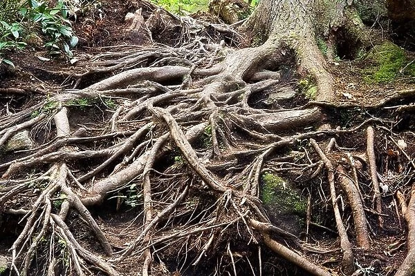 Tree root patterns - Pisgah National Forest - near Brevard, North Carolina, USA