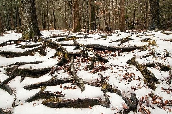 Tree root patterns in the snow - Pisgah National Forest - near Brevard, North Carolina, USA