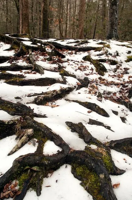 Framed Print : Tree root patterns in the snow - Pisgah National Forest - near Brevard, North Carolina, USA Framed Print : Tree root patterns in the snow - Pisgah National Forest - near Brevard, North Carolina, USA