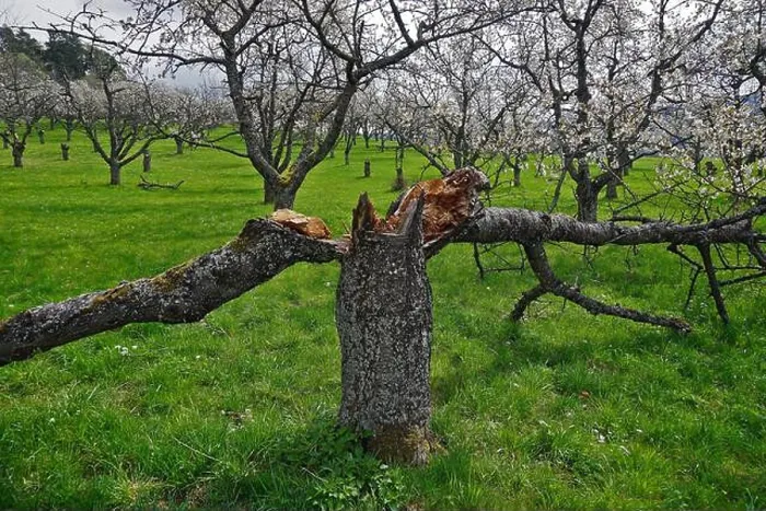 Framed Print : Tree split in two on blooming cherry orchard meadow Framed Print : Tree split in two on blooming cherry orchard meadow