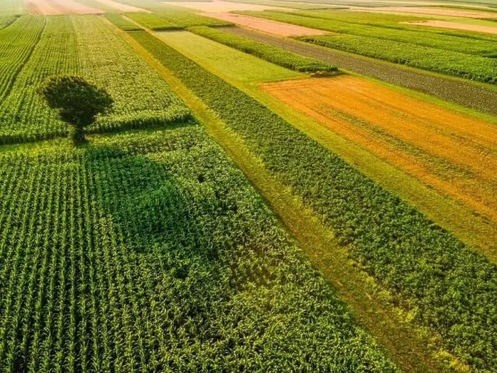 Framed Print : One Tree Stand Out of Crop Fields in Picturesque Countryside Landscape Framed Print : One Tree Stand Out of Crop Fields in Picturesque Countryside Landscape
