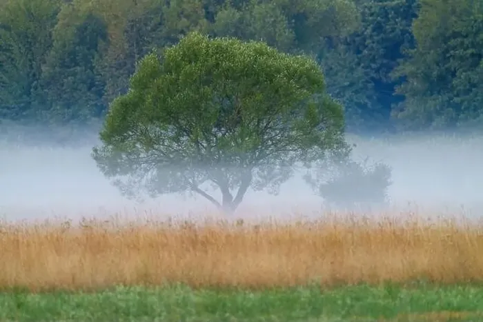 Framed Print : A tree standing alone in a misty field with other trees in the background Framed Print : A tree standing alone in a misty field with other trees in the background