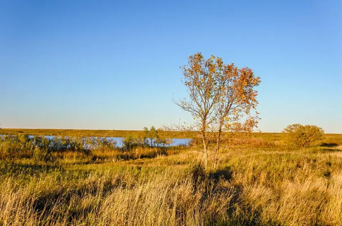 Framed Print : A tree with yellow leaves in a dense grass is not a field near a blue lake under an autumnal sky Framed Print : A tree with yellow leaves in a dense grass is not a field near a blue lake under an autumnal sky