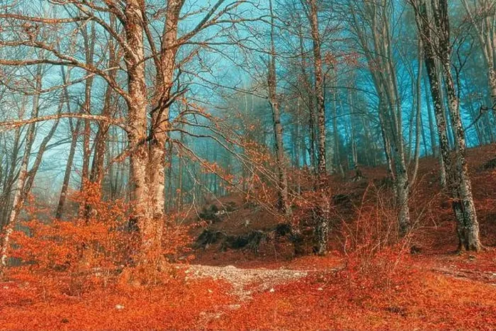 Framed Print : Trees in Bohinj park, scenic autumn landscape with fog and bare treetops, selective focus Framed Print : Trees in Bohinj park, scenic autumn landscape with fog and bare treetops, selective focus