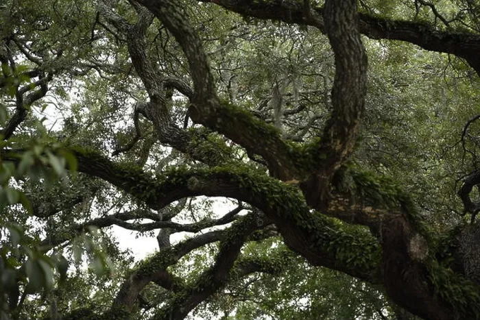 Framed Print : Trees covered in Spanish moss in Savannah GA Framed Print : Trees covered in Spanish moss in Savannah GA