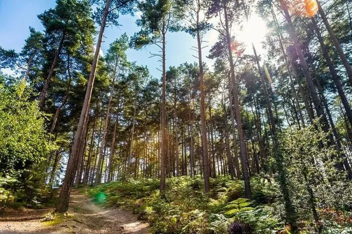 Framed Print : Trees and ferns of Bourne Woods in Surrey, England Framed Print : Trees and ferns of Bourne Woods in Surrey, England