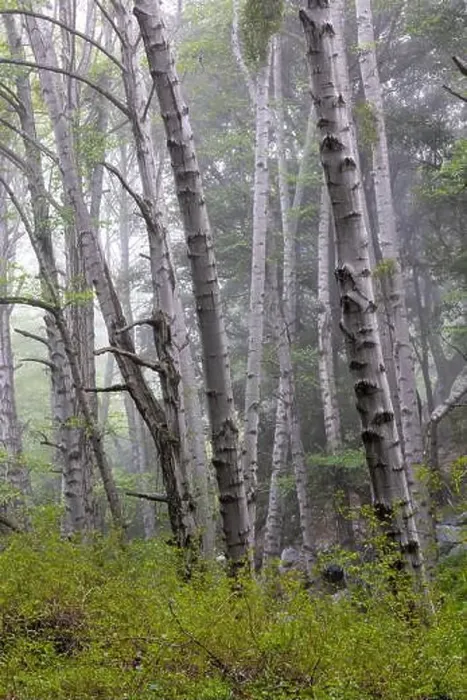 Framed Print : Trees in a forest in light fog Framed Print : Trees in a forest in light fog