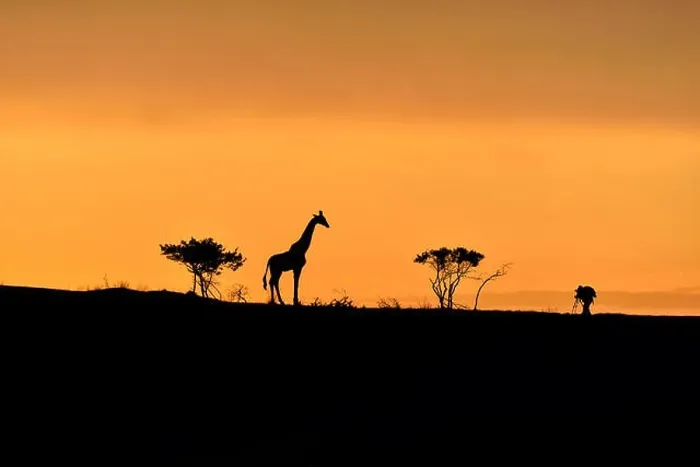Framed Print : Trees, giraffe and male photographer silhouette on a hill at sunrise Framed Print : Trees, giraffe and male photographer silhouette on a hill at sunrise