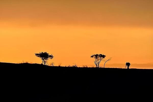 Trees and male photographer silhouette on a hill at sunrise