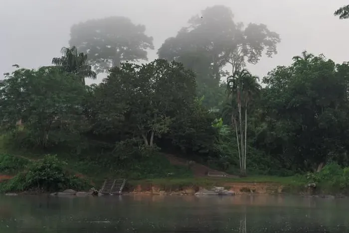 Framed Print : Trees and misty forest near Kumalu village, Suriname, offering a serene morning view along the riverbank Framed Print : Trees and misty forest near Kumalu village, Suriname, offering a serene morning view along the riverbank