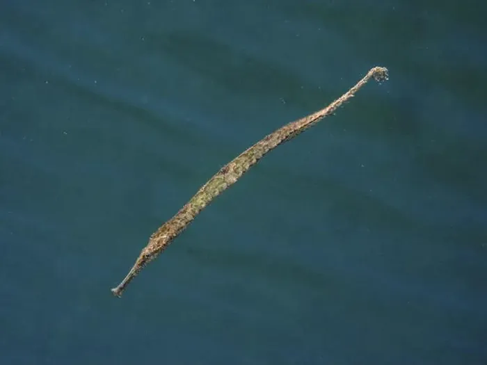 Framed Print : Triangular pipefish (Alligator pipefish) pictured in green water, dive site Secret Bay, Gilimanuk, Bali, Indonesia, Asia Framed Print : Triangular pipefish (Alligator pipefish) pictured in green water, dive site Secret Bay, Gilimanuk, Bali, Indonesia, Asia