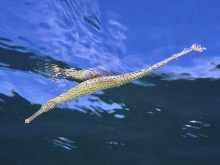 Framed Print : Triangular pipefish (Alligator pipefish) swimming just below the calm water surface Framed Print : Triangular pipefish (Alligator pipefish) swimming just below the calm water surface