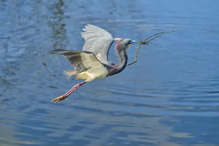 Framed Print : Tricolored Heron (Egretta tricolor) Framed Print : Tricolored Heron (Egretta tricolor)