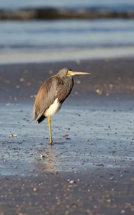Framed Print : The tricolored heron (Egretta tricolor) on the beach. Galveston, Texas, USA Framed Print : The tricolored heron (Egretta tricolor) on the beach. Galveston, Texas, USA