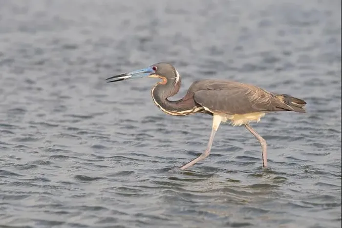 Framed Print : The tricolored heron (Egretta tricolor) fishing in the Galveston Bay, Galveston, Texas, USA Framed Print : The tricolored heron (Egretta tricolor) fishing in the Galveston Bay, Galveston, Texas, USA