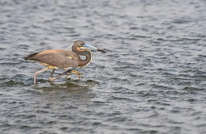 Framed Print : The tricolored heron (Egretta tricolor) fishing in the Galveston Bay, Galveston, Texas, USA Framed Print : The tricolored heron (Egretta tricolor) fishing in the Galveston Bay, Galveston, Texas, USA
